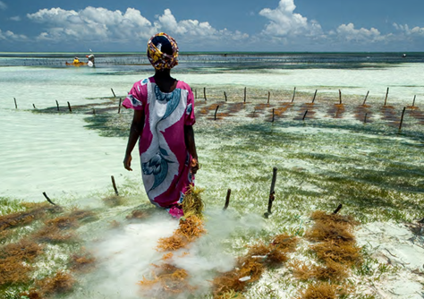 Tanzania_Seaweed