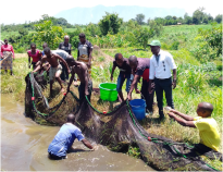 malawi_tilapia