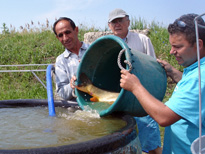 Training on carp hatchery opertion